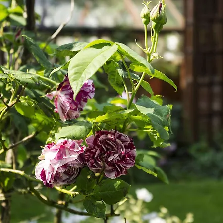 Bed and Breakfast Langdale View