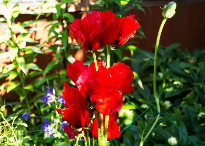 Bed & Breakfast Langdale View Windermere